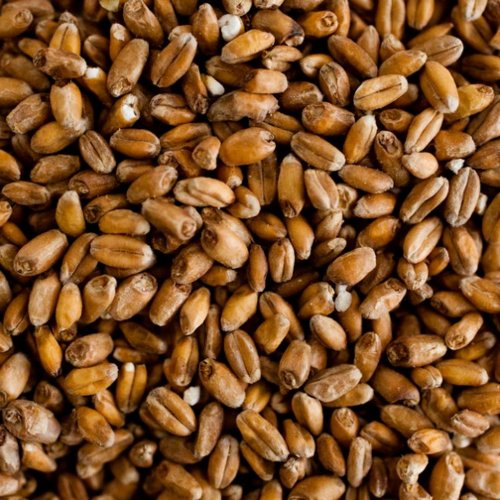 Malt de blé, de froment caramélisé CARAWHEAT  EBC 110 - 140