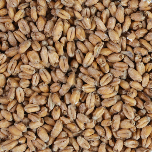 Malt de blé, de froment diastasique EBC 3 - 5