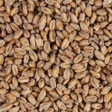 Malt  de blé, de froment Bohème sur plancher   EBC 3 - 5.5