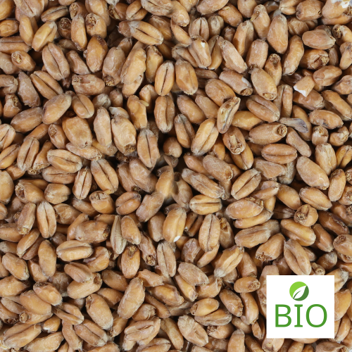 Malt Bio de blé (froment) EBC 3 - 5