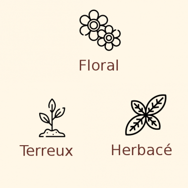 Houblon Saaz en pellets